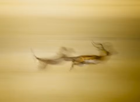 Con báo săn con linh dương tại Khu bảo tồn Quốc gia Masai Mara, Kenya, do nhiếp ảnh gia Stefano Pesarell ghi lại.