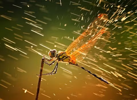 Bức tranh giành giải nhất có tên "Splashing" của tác giả Shikhei Goh. Tác giả bức tranh cho biết, trong một trận mưa bất ngờ trên đảo Riau của Indonesia, anh đã ghi lại được cảnh chuồn chuồn đạp cánh rũ nước khi nắng lên. Một thành viên ban giám khảo nói rằng tác giả đã chụp ở góc máy gần với ánh sáng rất hoàn hảo.
