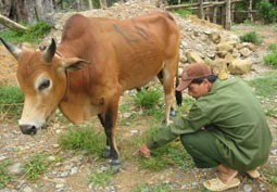 Đàn gia súc có thể được bảo hộ dịch bệnh trở lại sau một thời gian dài chờ đợi nguồn vắc xin để tiêm phòng