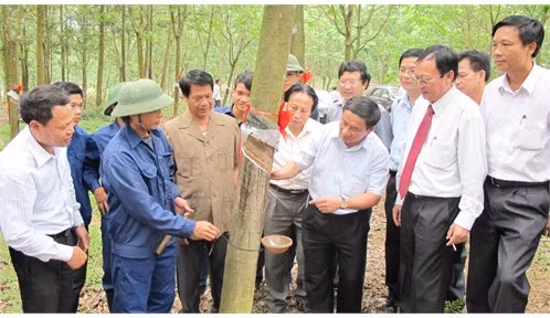 Cây cao su đã được khẳng định là cây có hiệu quả kinh tế cao trên đất Hà Tĩnh