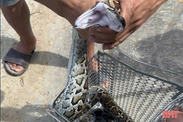 Thả trăn đất nặng 7kg về môi trường tự nhiên