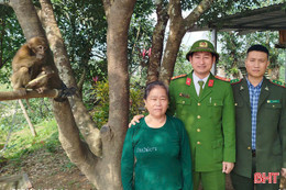 Cá thể khỉ đuôi lợn quý hiếm đi lạc vào nhà dân