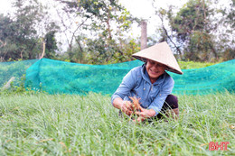 Kiệu được giá, nông dân Kỳ Anh thêm động lực đón tết