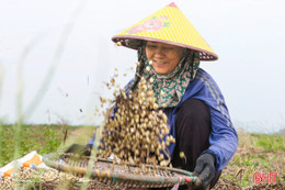 Nông dân "ngồi xổm" trên đồng màu, kiếm tiền triệu mỗi ngày