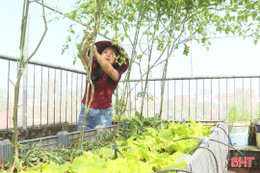 Mướt mắt những khu vườn "treo" trên sân thượng