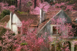 Mai anh đào Đà Lạt vào mùa đẹp nhất năm