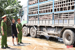 Công an Hà Tĩnh bắt xe tải chở hơn 18 tấn lợn nhiễm dịch đi tiêu thụ