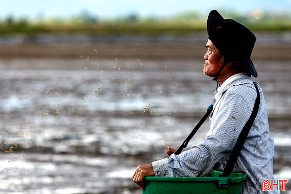 Nông dân Hà Tĩnh hối hả xuống đồng sản xuất lúa hè thu