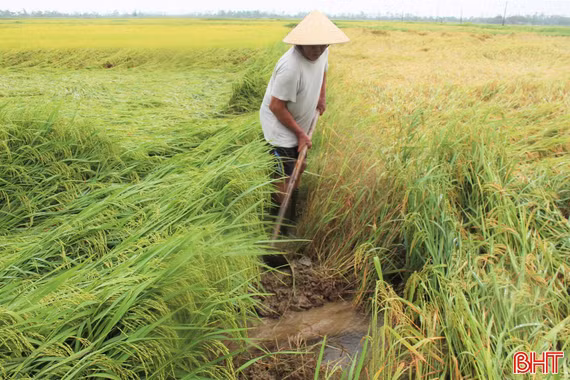 Gần 5.900ha lúa xuân đổ, ngã do dông lốc, mưa đá