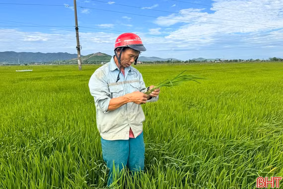 Chủ tịch UBND tỉnh Hà Tĩnh: Tập trung chỉ đạo phòng, trừ dịch hại lúa hè thu