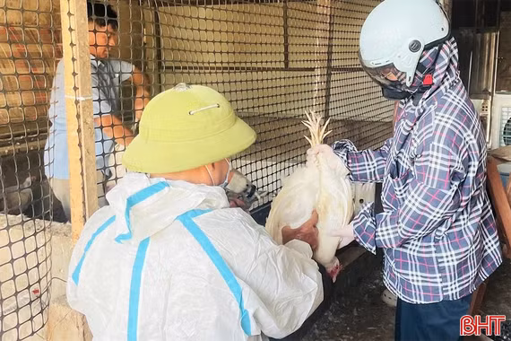 Ngành chuyên môn Hà Tĩnh khuyến cáo tăng cường phòng, chống dịch cúm gia cầm