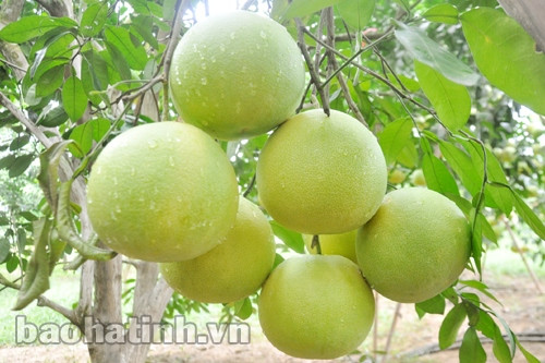 Phúc Trạch - Mùa bưởi ngọt... ảnh 5 Phúc Trạch - Mùa bưởi ngọt... ảnh 5