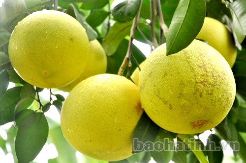 Lạ mắt với bưởi hồ lô, thỏi bạc do nông dân Hà Tĩnh tự tạo ảnh 9 Lạ mắt với bưởi hồ lô, thỏi bạc do nông dân Hà Tĩnh tự tạo