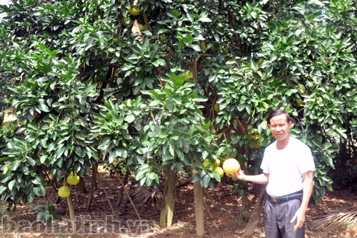 Mùa này, hộ ông Nguyễn Văn Cường thu gần 6.000 quả bưởi Mùa này, hộ ông Nguyễn Văn Cường thu gần 6.000 quả bưởi