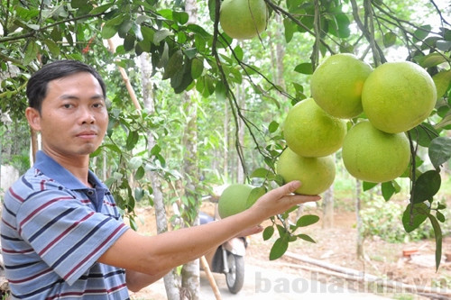 Vườn bưởi của gia đình ông Lê Hồng Mai. Vườn bưởi của gia đình ông Lê Hồng Mai.