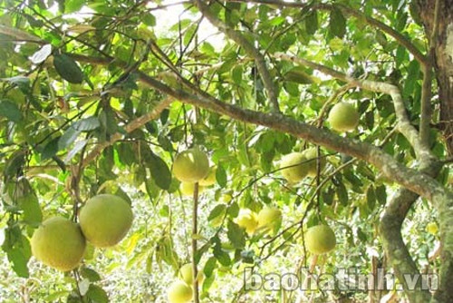 Được mùa bưởi Được mùa bưởi