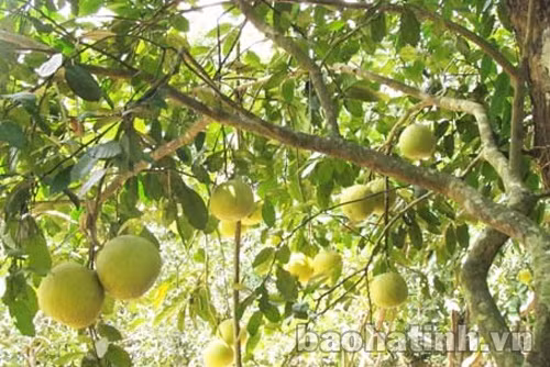 Được mùa bưởi