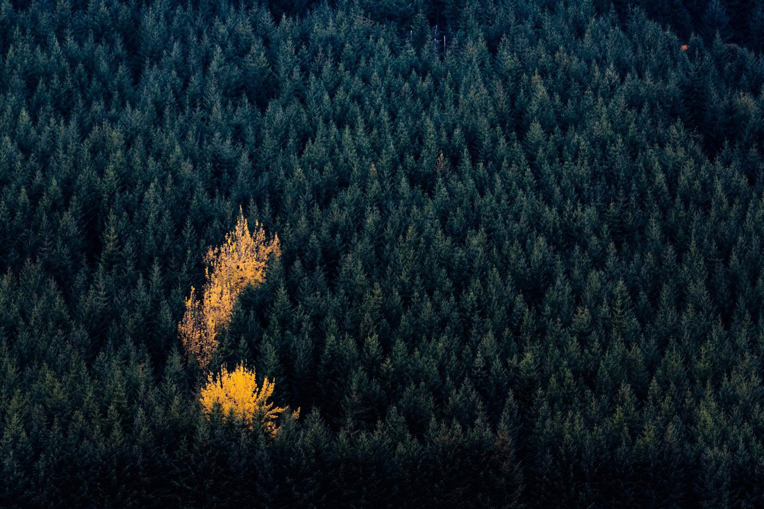 New Zealand - mùa thu mê đắm lòng người ảnh 12 New Zealand - mùa thu mê đắm lòng người