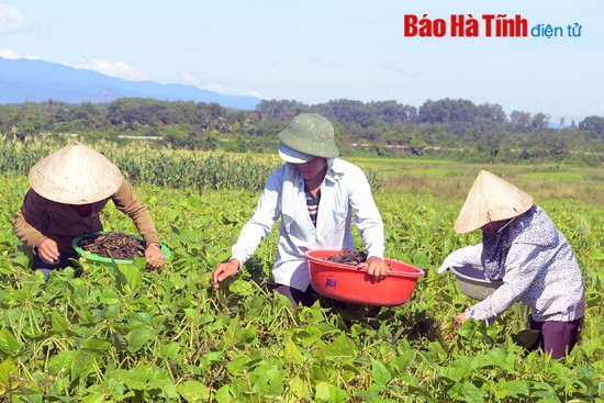 Đậu xanh hè thu được mùa, được giá ảnh 1 Đậu xanh hè thu được mùa, được giá ảnh 1