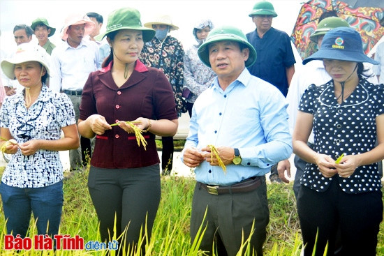 Sớm đánh giá khách quan, khoa học giống lúa N25 và Việt Hương Chiếm ảnh 1