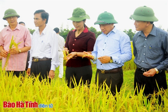 ... và mô hình khảo nghiệm giống N25 tại xã Thạch Đài (Thạch Hà)