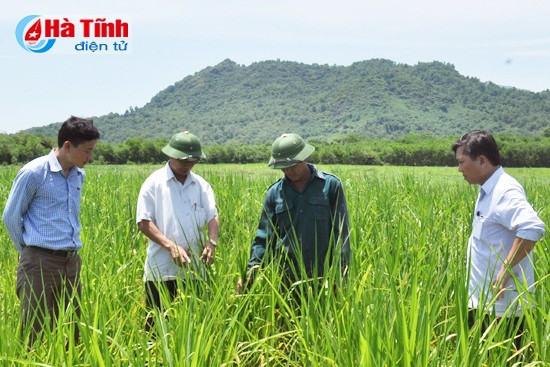 Bí thư Đảng ủy xã Xuân Mỹ trao đổi, hướng dẫn các hộ dân trồng cỏ chăn nuôi bò nhốt. Bí thư Đảng ủy xã Xuân Mỹ trao đổi, hướng dẫn các hộ dân trồng cỏ chăn nuôi bò nhốt.