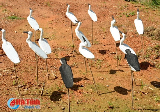 "Tận diệt" chim trời ảnh 3