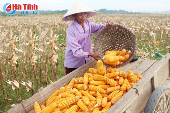 Đưa khoa học công nghệ đến vùng khó khăn ảnh 1 Đưa khoa học công nghệ đến vùng khó khăn ảnh 1