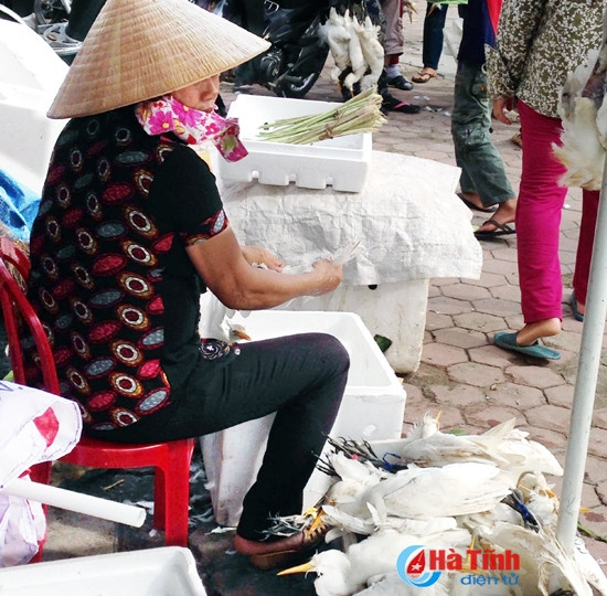 "Tận diệt" chim trời ảnh 2