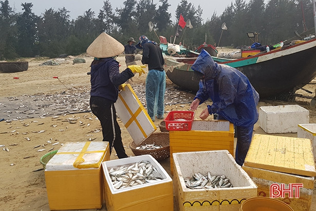 Trúng cá trích, ngư dân Thạch Hà “sống ổn” giữa mùa dịch