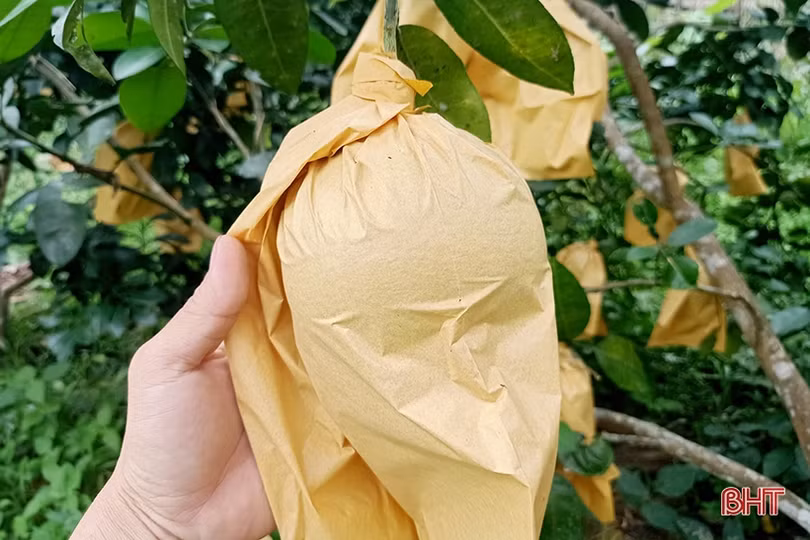 Người dân Hà Tĩnh “khoác áo” cho bưởi đặc sản phòng trừ sâu bệnh