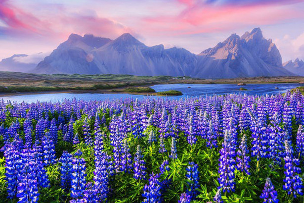 Ngắm cây hoa anh đào 2.000 tuổi