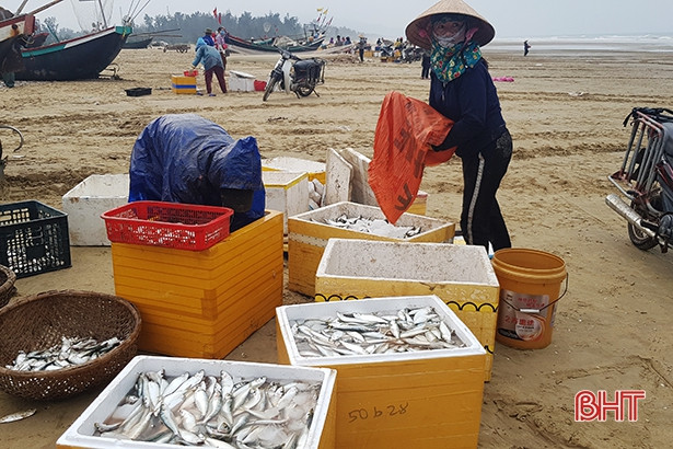 Trúng cá trích, ngư dân Thạch Hà “sống ổn” giữa mùa dịch