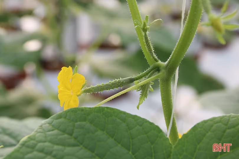 Dưa chuột Nhật Bản trồng nhà lưới, chất lượng cao, năng suất vượt trội