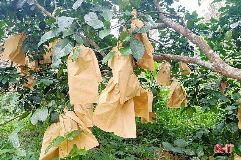 Người dân Hà Tĩnh “khoác áo” cho bưởi đặc sản phòng trừ sâu bệnh