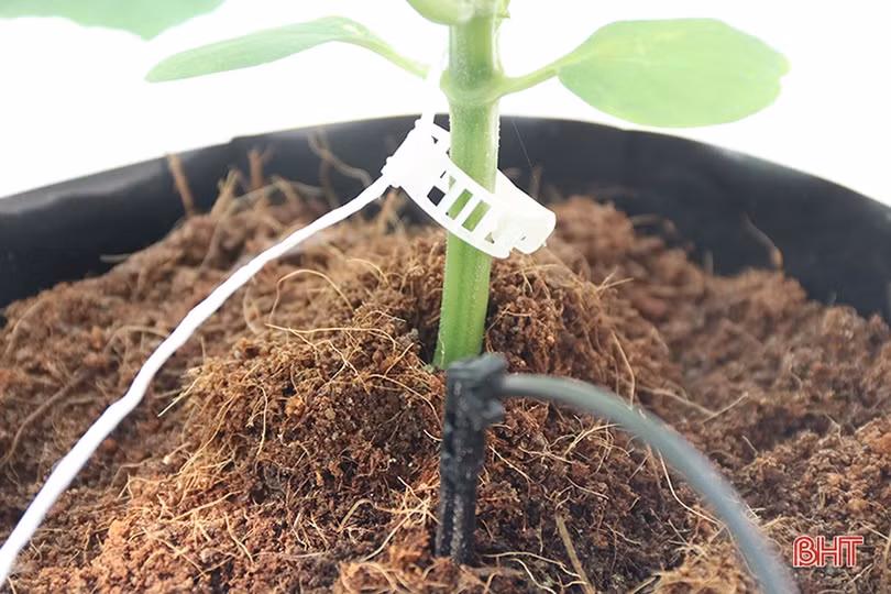 Dưa chuột Nhật Bản trồng nhà lưới, chất lượng cao, năng suất vượt trội