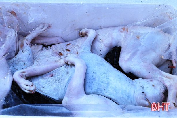 Bắt xe khách vận chuyển 1,5 tấn thịt chó bốc mùi hôi ra Hải Phòng tiêu thụ