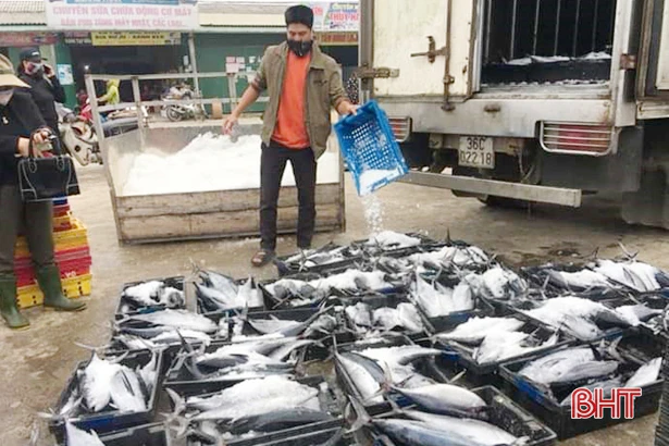 Giá xăng dầu giảm sâu, ngư dân Hà Tĩnh phấn khởi vươn khơi