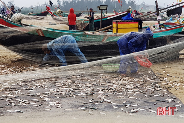 Trúng cá trích, ngư dân Thạch Hà “sống ổn” giữa mùa dịch