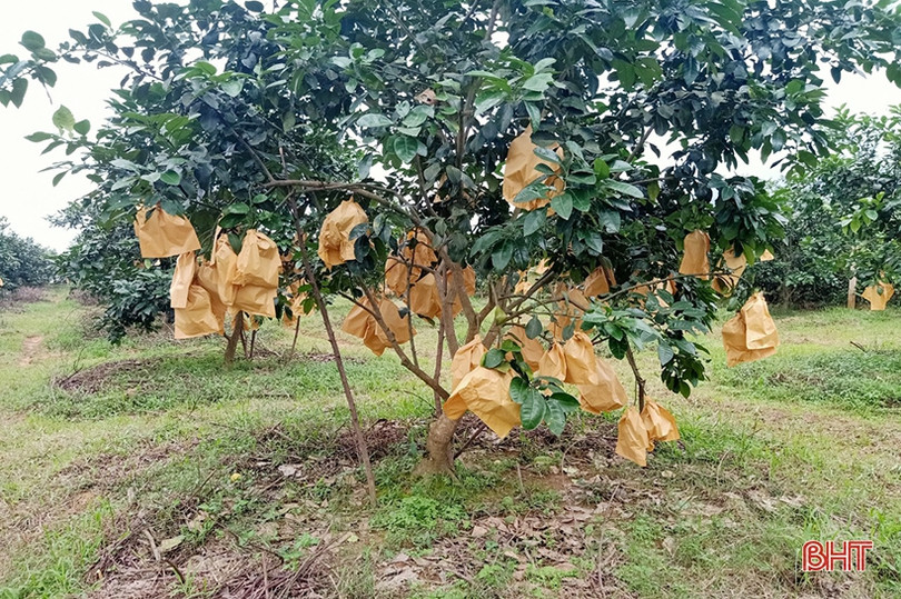 Người dân Hà Tĩnh “khoác áo” cho bưởi đặc sản phòng trừ sâu bệnh