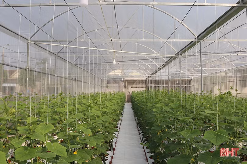 Dưa chuột Nhật Bản trồng nhà lưới, chất lượng cao, năng suất vượt trội