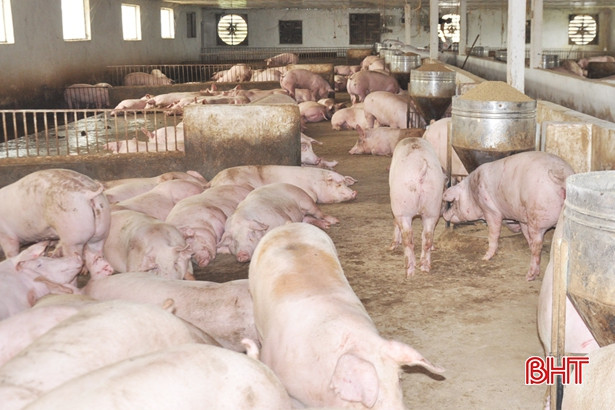 Nông dân Hà Tĩnh khôi phục chăn nuôi sau “bão” dịch tả lợn châu Phi ảnh 4 Nông dân Hà Tĩnh khôi phục chăn nuôi sau “bão” dịch tả lợn châu Phi