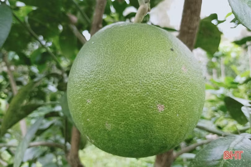 Người dân Hà Tĩnh “khoác áo” cho bưởi đặc sản phòng trừ sâu bệnh