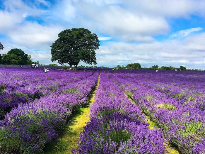 Chiêm ngưỡng vẻ lộng lẫy của những cánh đồng hoa đẹp nhất thế giới