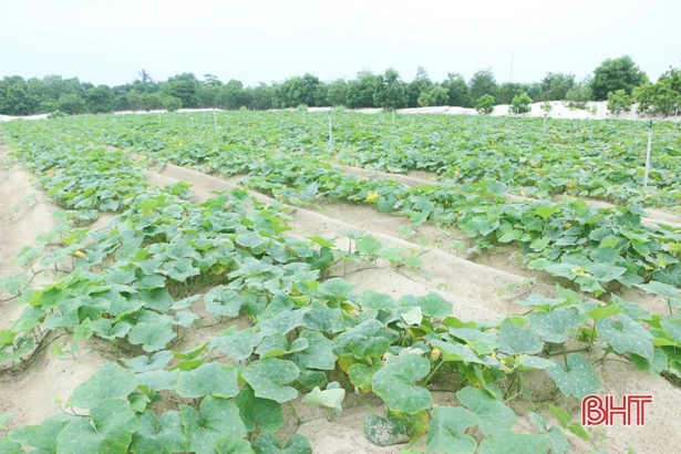 2.000 hecta rau màu của nông dân Cẩm Xuyên phát triển tốt giữa mùa dịch