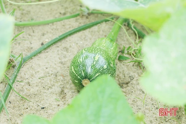 2.000 hecta rau màu của nông dân Cẩm Xuyên phát triển tốt giữa mùa dịch