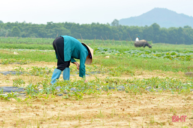 Hơn 50% diện tích dưa hấu xuân hè ở Kỳ Hoa bị héo rũ