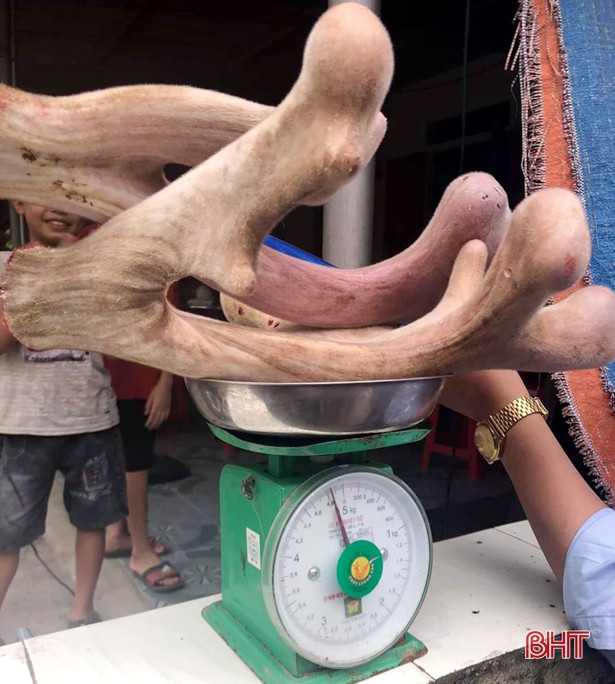 Cận cảnh cặp nhung hươu nặng nhất từ trước đến nay ở Hà Tĩnh