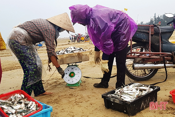 Trúng cá trích, ngư dân Thạch Hà “sống ổn” giữa mùa dịch