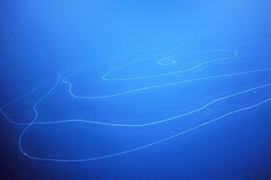 Phát hiện động vật dài nhất hành tinh